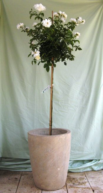 ורד 'אייסברג' מעוצב בכד - עצי נוי | הדר נוי משתלות