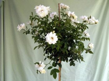 ורד 'אייסברג' מעוצב בכד - עצי נוי | הדר נוי משתלות