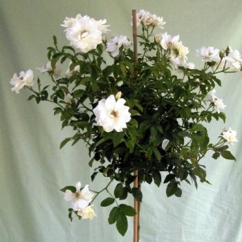 ורד 'אייסברג' מעוצב בכד - עצי נוי | הדר נוי משתלות