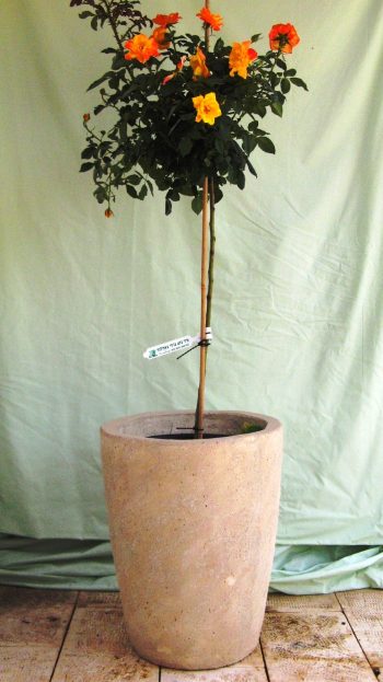 ורד 'ג'ודי גארלנד' מעוצב - עצי נוי | הדר נוי משתלות