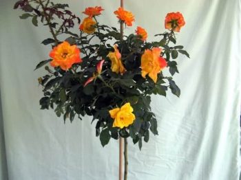 ורד 'ג'ודי גארלנד' מעוצב - עצי נוי | הדר נוי משתלות