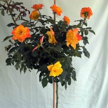 ורד 'ג'ודי גארלנד' מעוצב - עצי נוי | הדר נוי משתלות