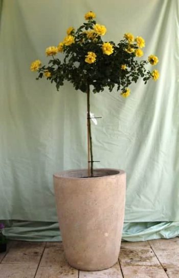 ורד 'פרידום' מעוצב בכד - עצי נוי | הדר נוי משתלות