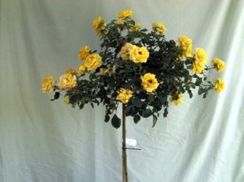ורד 'פרידום' מעוצב בכד - עצי נוי | הדר נוי משתלות