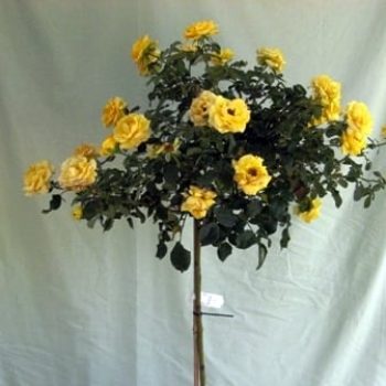 ורד 'פרידום' מעוצב בכד - עצי נוי | הדר נוי משתלות