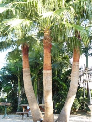 דקל וושינטוניה - עצי נוי | הדר נוי משתלות