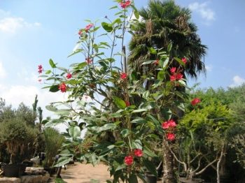יתרופית תמימה למכירה - עצי נוי | הדר נוי משתלות