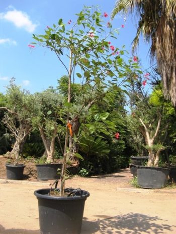 יתרופית תמימה למכירה - עצי נוי | הדר נוי משתלות