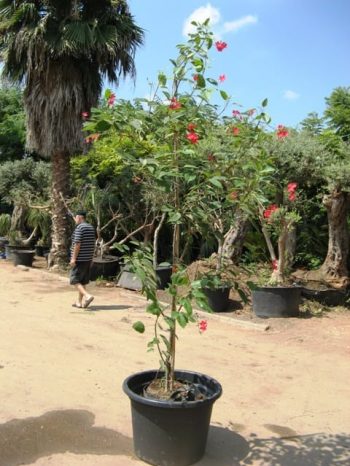 יתרופית תמימה למכירה - עצי נוי | הדר נוי משתלות