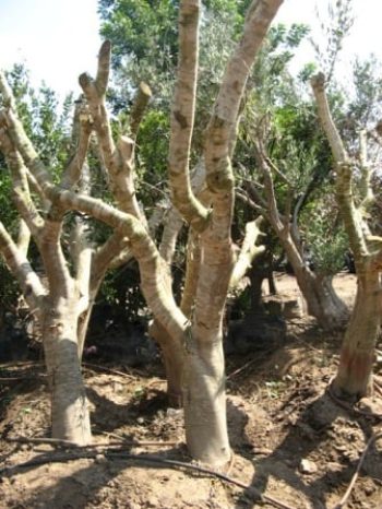 עצי זית סדרה 6 - זיתי ברנע מאוקלמים - עצי נוי | הדר נוי משתלות