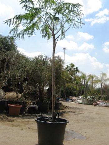 צאלון נאה למכירה - עצי נוי| הדר נוי משתלות