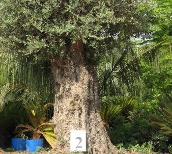 זית סורי עתיק מס' 2 - עצי נוי | הדר נוי משתלות
