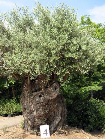 זית סורי עתיק מס' 4 - עצי נוי | הדר נוי משתלות