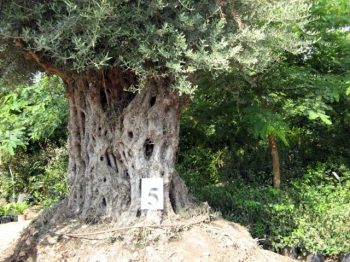 זית סורי עתיק מס' 5 - עצי נוי | הדר נוי משתלות