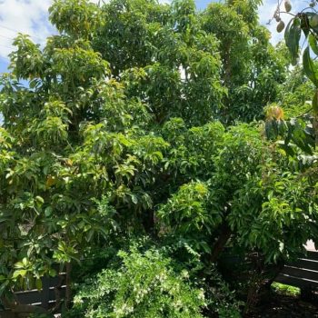 אבוקדו גדר חיה