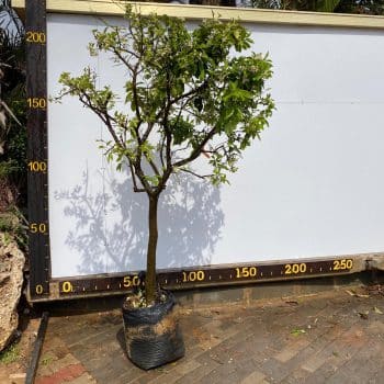 אשכולית אדומה 50 ליטר (4)