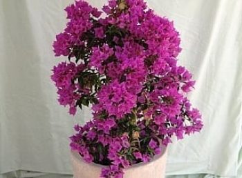 בוגונבילאה חלקה בכד