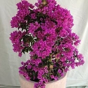 בוגונבילאה חלקה בכד