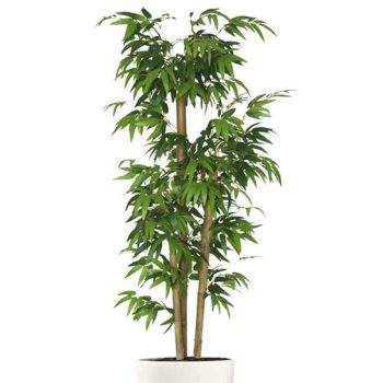 במבוק תלת גזעי