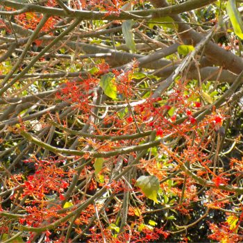 ברכיכיטון_אדרי_1