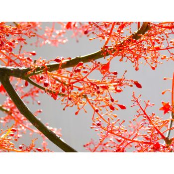 ברכיכיטון_אדרי_2