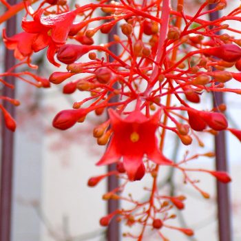 ברכיכיטון_אדרי_4