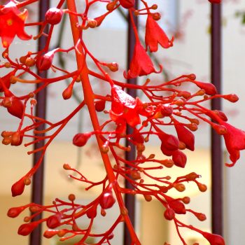 ברכיכיטון_אדרי_5