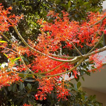 ברכיכיטון_אדרי_6