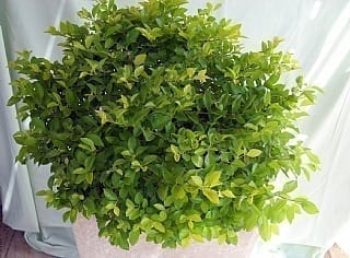 דורנטה במיכל מרובע גבוה