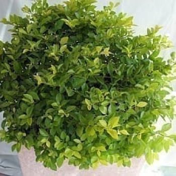 דורנטה במיכל מרובע גבוה