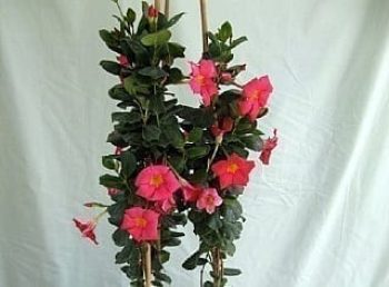 דיפלדניה אדומה בכד