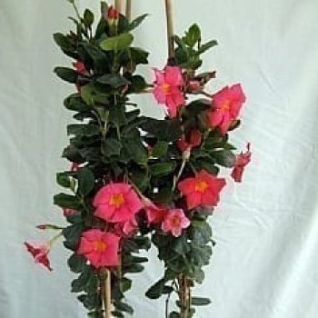 דיפלדניה אדומה בכד