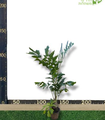 דקל זנב דג 10 ליטר