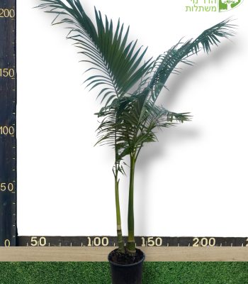 דקל טבעות 2 גזעים גובה 2.5 מטר