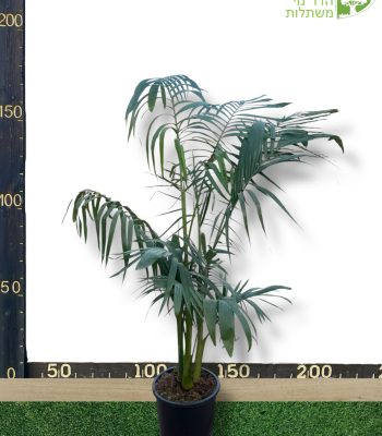 דקל טבעות 3 גזעים גובה 1.5 מטר