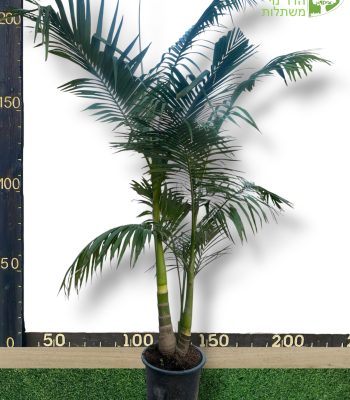 דקל טבעות 3 גזעים גובה 2.5 מטר