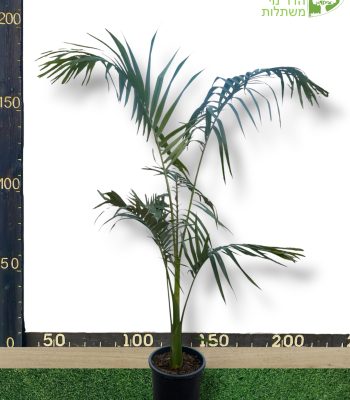 דקל טבעות גובה 1.5 מטר