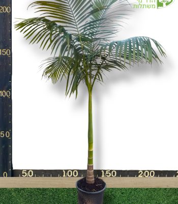 דקל טבעות גובה 2.5 מטר