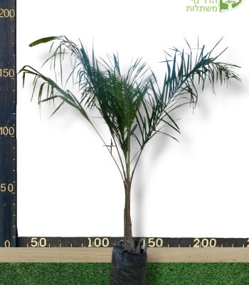 דקל קוקוס גובה 2 מטר