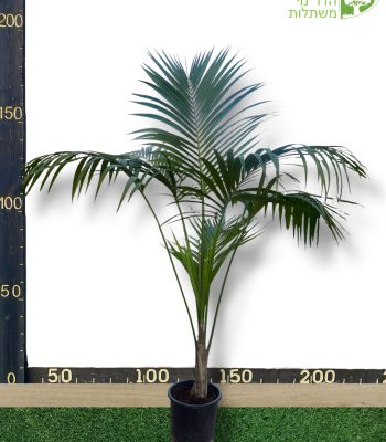 דקל קנציה 1.5 מטר