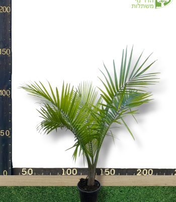 דקל רוונאה 10 ליטר