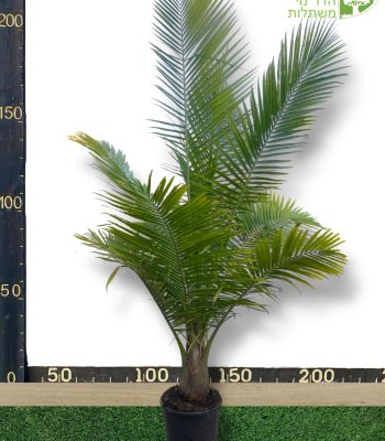 דקל רוונאה גובה 2 מטר למכירה - מחיר