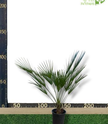 דקל שמרופס 10 ליטר