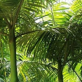 דקליים-טרופי