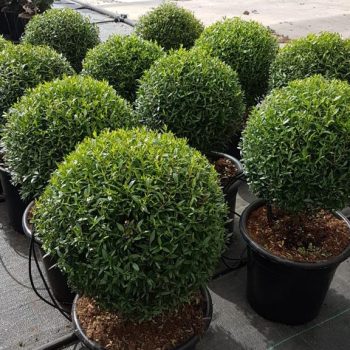 הדס קטן עלים כדורי 10 ליטר (3)