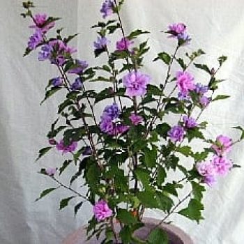 היביסקוס סורי בכד