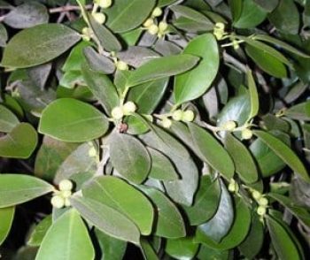 פיקוס השקמה (אפריקני) - עצי נוי | הדר נוי משתלות