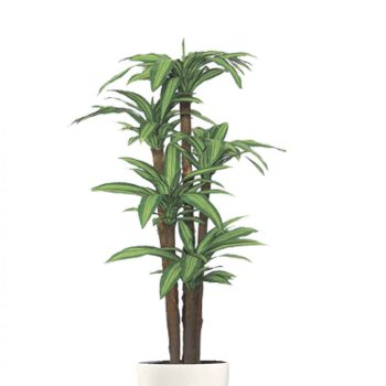 יוקה מחומש גזע