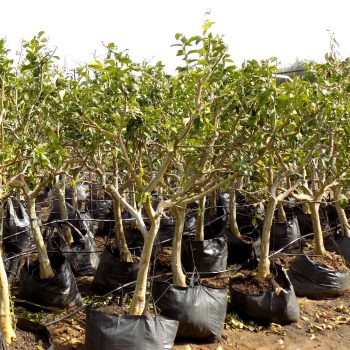 יוריקה-דל-גרעינים-1-לודה