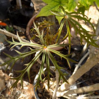 יטרופית-מחולקת_עלה_לודה